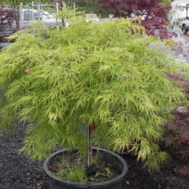 Shop – Feeney's Wholesale Nursery