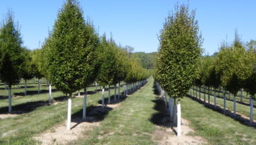 Department 56  Feeney's Plant Nursery in Bucks County