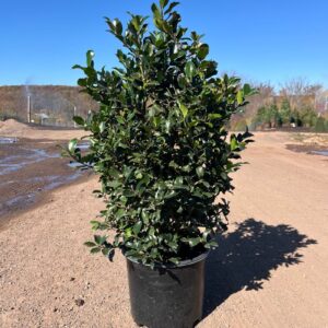 Ilex m. 'Blue Maid'; Blue Maid Holly