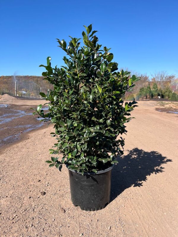 Ilex m. 'Blue Maid'; Blue Maid Holly