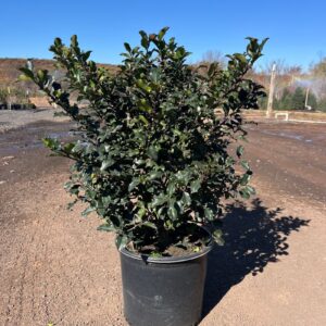 Ilex m. 'Blue Princess'; Blue Princess Holly