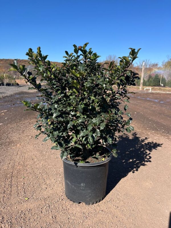Ilex m. 'Blue Princess'; Blue Princess Holly