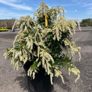 Pieris j. 'Compacta'; Dwarf Japanese Pieris