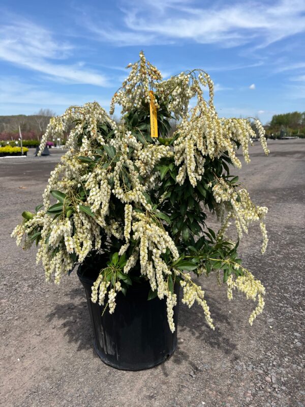 Pieris j. 'Compacta'; Dwarf Japanese Pieris