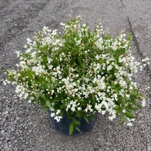 Deutzia g. 'Nikko'; Nikko Deutzia