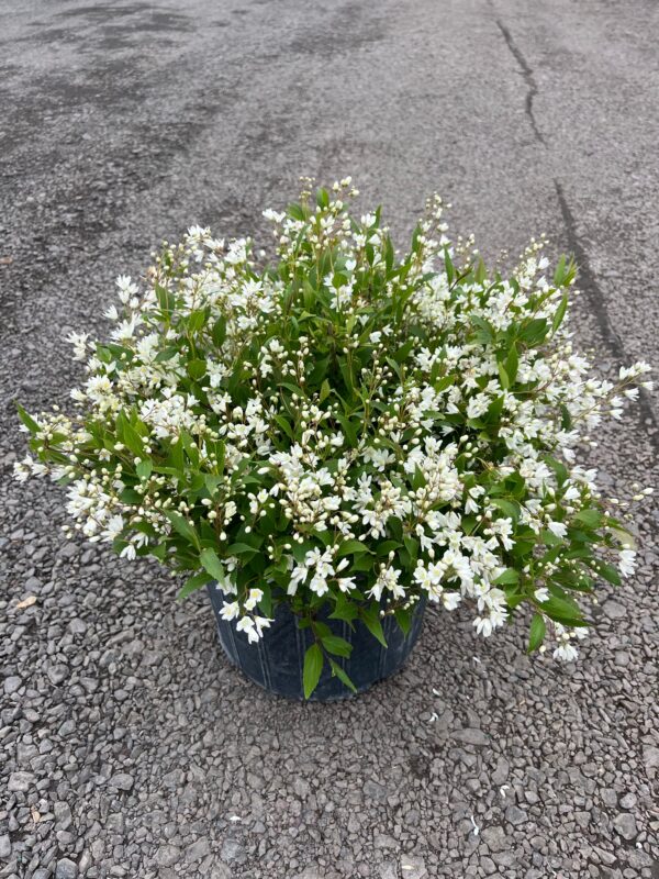 Deutzia g. 'Nikko'; Nikko Deutzia