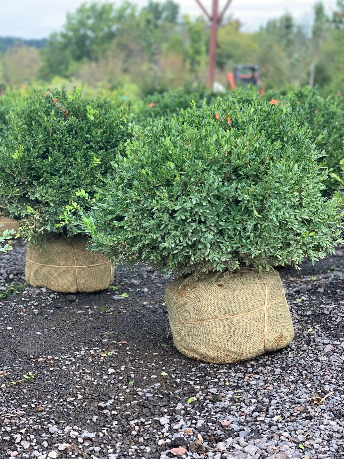 Buxus k. ‘Green Velvet’; Green Velvet Boxwood – Feeney's Wholesale Nursery