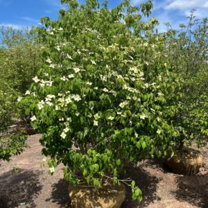 Cornus kousa; Kousa Dogwood