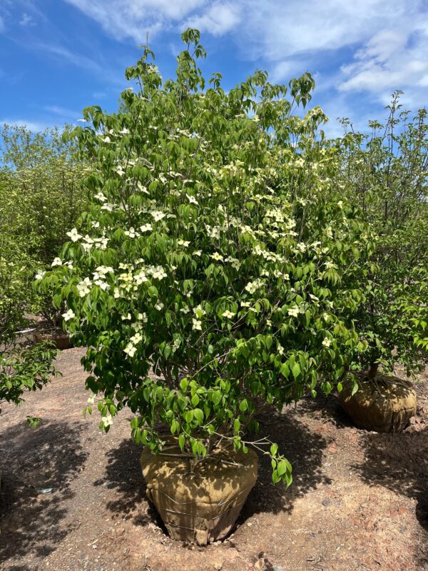 Cornus kousa; Kousa Dogwood