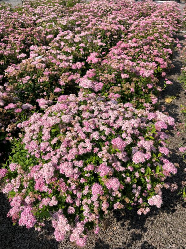 Spiraea j. 'Little Princess'; Little Princess Spirea