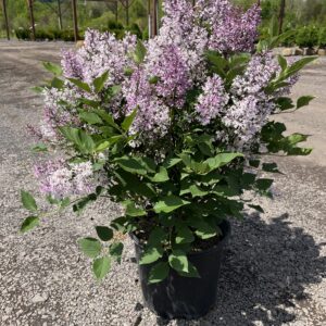 Syringa p. 'Miss Kim'; Miss Kim Lilac
