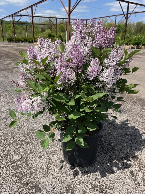 Syringa p. 'Miss Kim'; Miss Kim Lilac