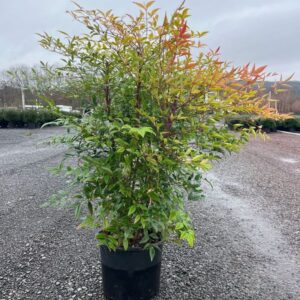 Nandina domestica; Heavenly Bamboo