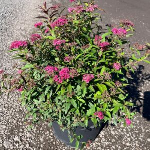 Spiraea j. 'Neon Flash'; Neon Flash Spirea