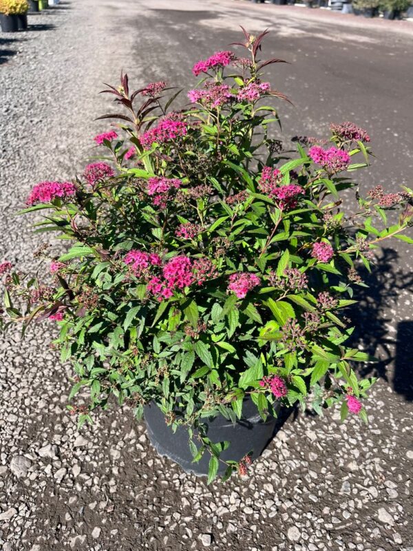Spiraea j. 'Neon Flash'; Neon Flash Spirea
