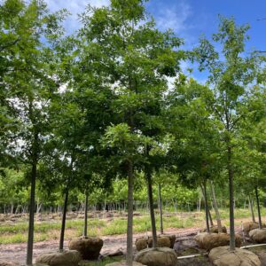 Quercus palustris; Pin Oak