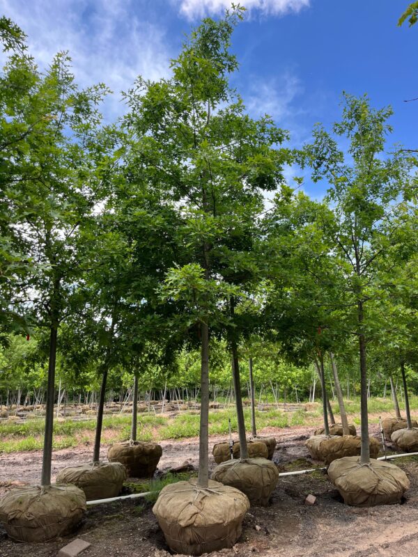 Quercus palustris; Pin Oak