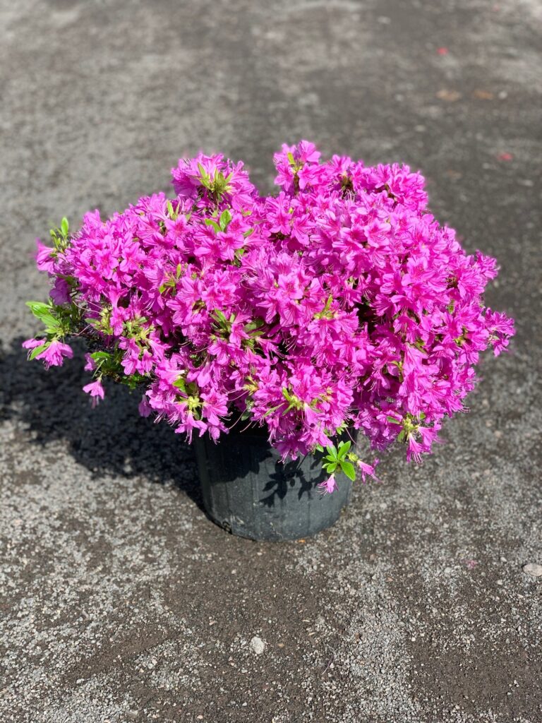 Azalea ‘Poukanensis Compacta’; Poukhanensis Compacta Azalea – Feeney's ...