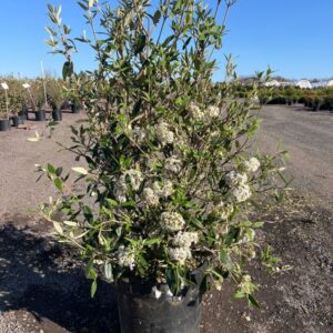 Viburnum x Pragense; Prague Viburnum