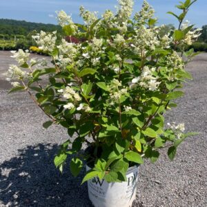 Hydrangea p. 'Quickfire'; Quickfire Panicle Hydrangea