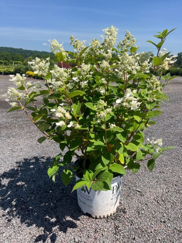 Hydrangea p. 'Quickfire'; Quickfire Panicle Hydrangea