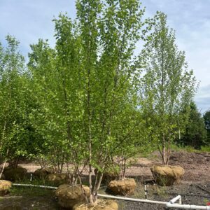 Betula n. 'Heritage'; Heritage River Birch