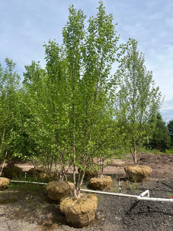 Betula n. 'Heritage'; Heritage River Birch