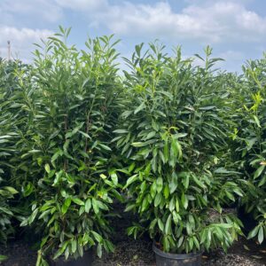Prunus l. 'Schipkaensis'; Schipkaensis Cherrylaurel