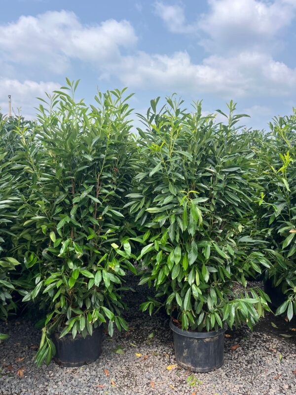 Prunus l. 'Schipkaensis'; Schipkaensis Cherrylaurel