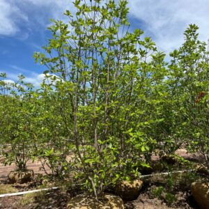 Magnolia virginiana 'Glauca'; Sweetbay Magnolia