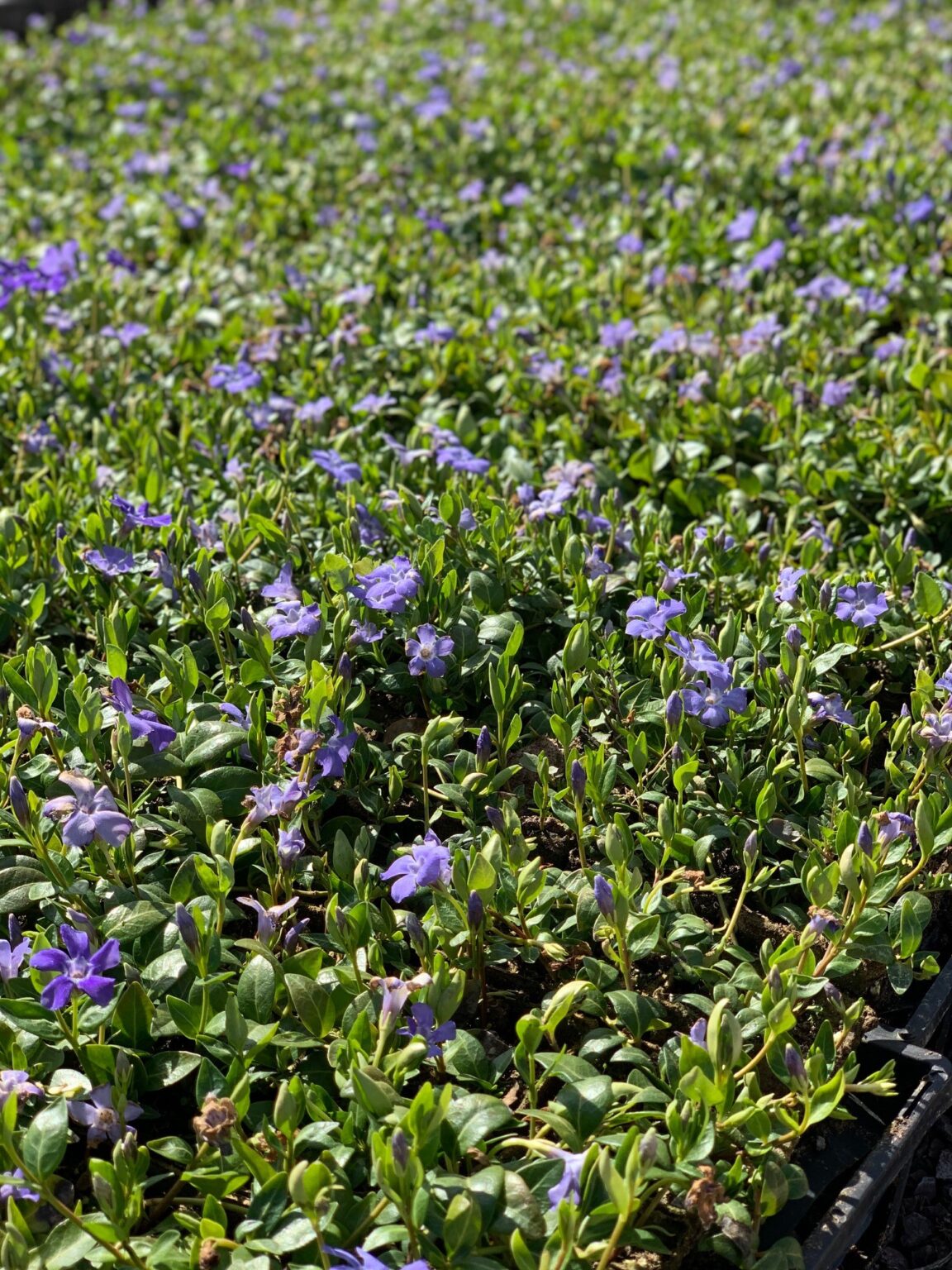 Vinca minor Feeney's Wholesale Nursery