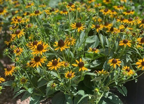 Rudbeckia Little Goldstar