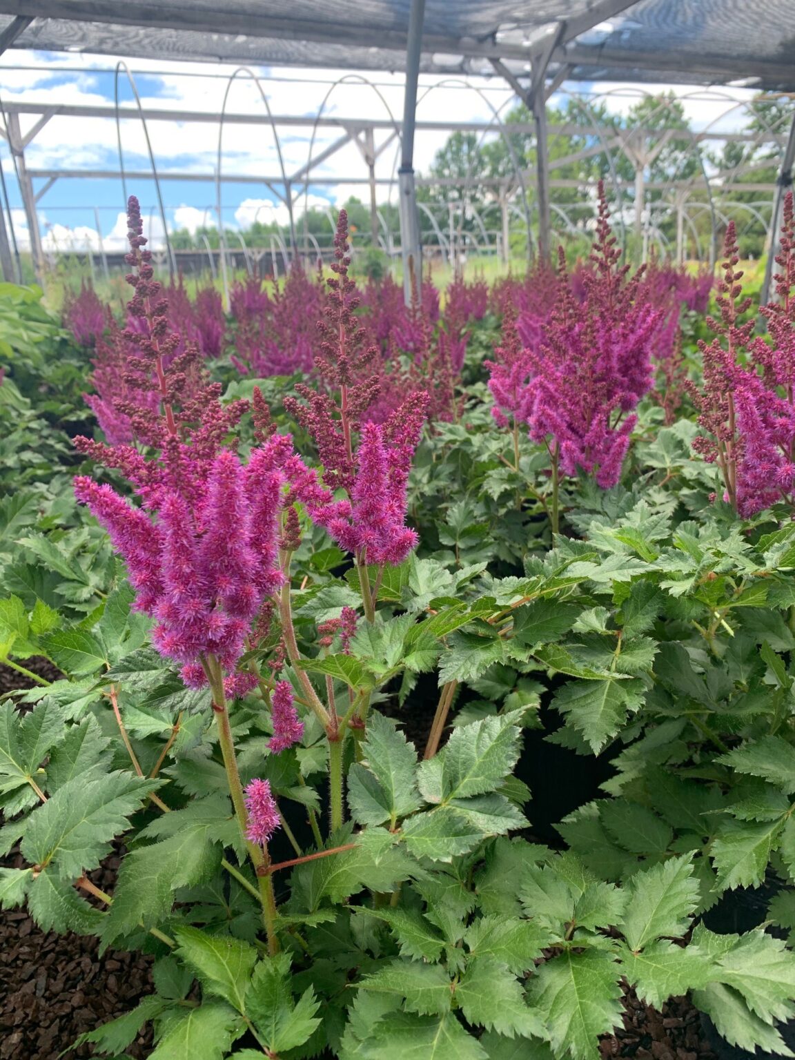 Astilbe c. ‘Vision’; Vision False Goat’s Beard – Feeney's Wholesale Nursery