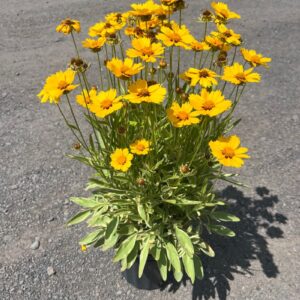 Coreopsis x 'Tequila Sunrise'; Tequila Sunrise Tickseed