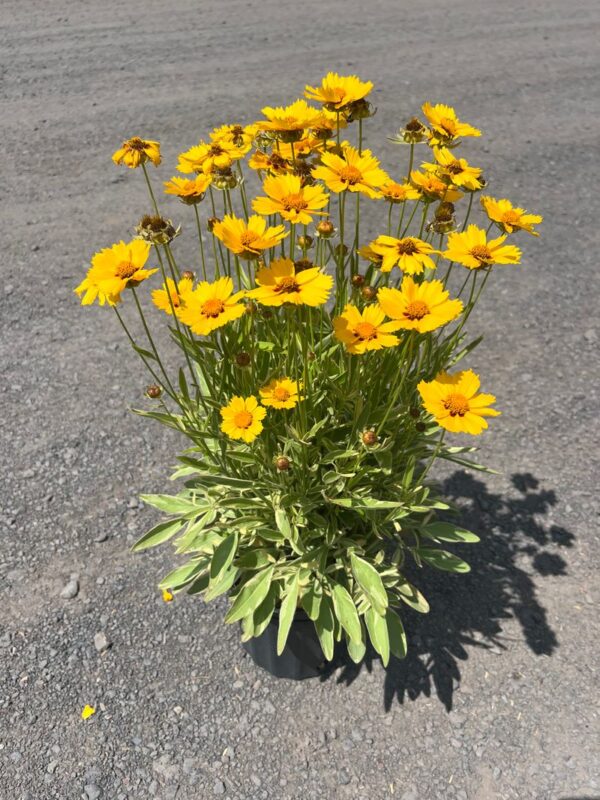 Coreopsis x 'Tequila Sunrise'; Tequila Sunrise Tickseed