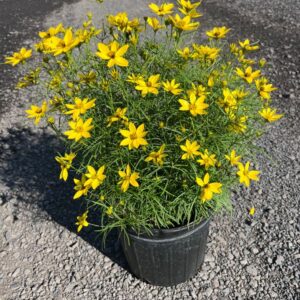 Coreopsis v. 'Zagreb'; Zagreb Tickseed