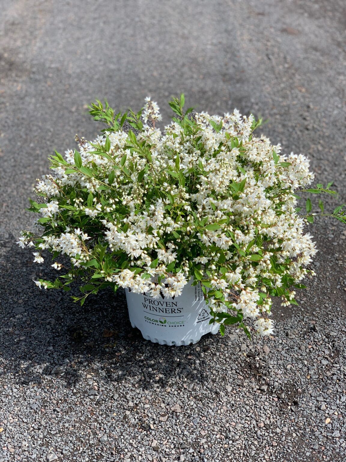 Deutzia x ‘Yuki Snowflake’; Yuki Snowflake Deutzia – Feeneys Wholesale 