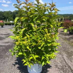 Diervilla x 'Kodiak Orange'; Kodiak Orange Bush Honeysuckle