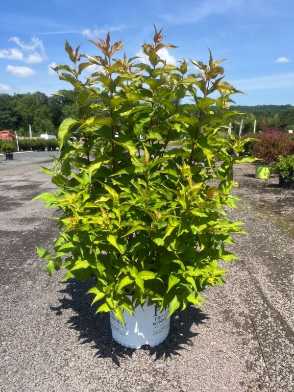 Diervilla x 'Kodiak Orange'; Kodiak Orange Bush Honeysuckle
