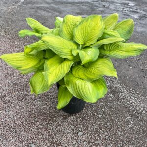 Hosta 'Guacamole'; Guacamole Plantain Lily