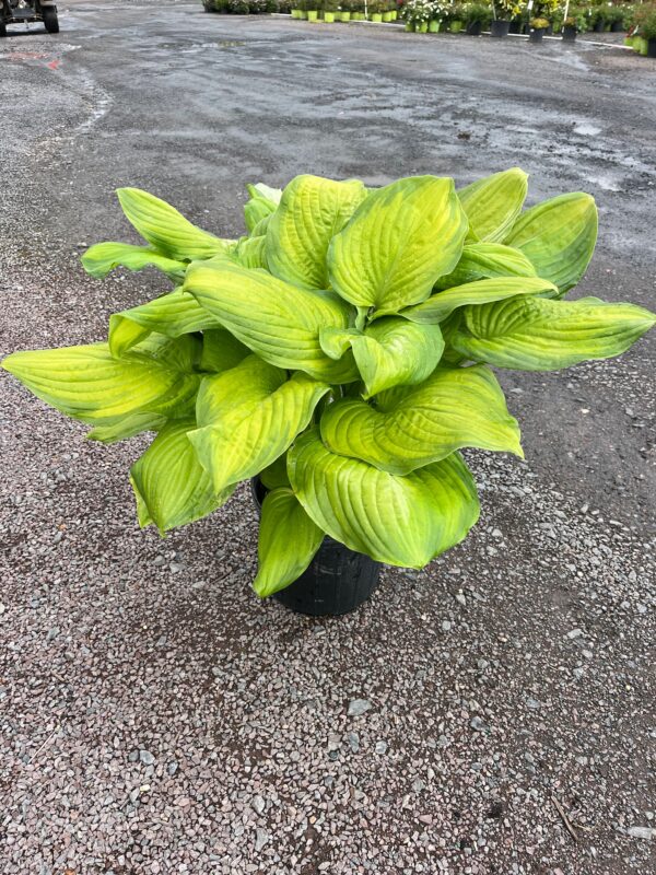 Hosta 'Guacamole'; Guacamole Plantain Lily