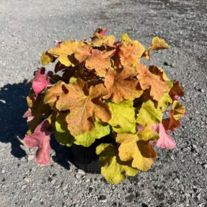 Heuchera 'Caramel'; Caramel Coral Bells