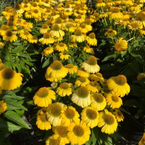 Echinacea x 'Sombrero Lemon Yellow'; Sombrero Lemon Yellow Coneflower