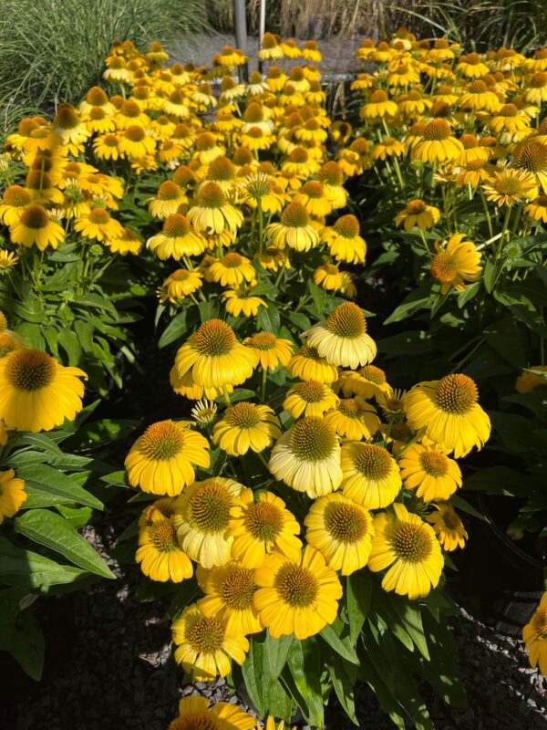 Echinacea x 'Sombrero Lemon Yellow'; Sombrero Lemon Yellow Coneflower