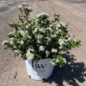 Aronia m. 'Low Scape Mound'; Low Scape Mound Chokeberry