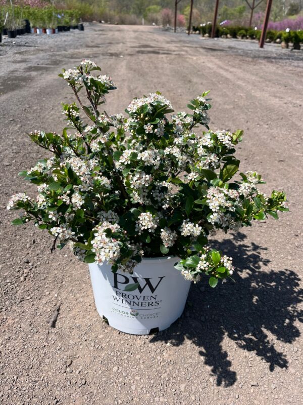 Aronia m. 'Low Scape Mound'; Low Scape Mound Chokeberry