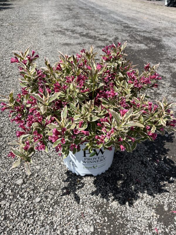 Weigela f. 'My Monet'; My Monet Weigela