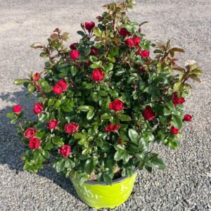 Rosa x 'Meibenbino'; Petite Knockout Rose