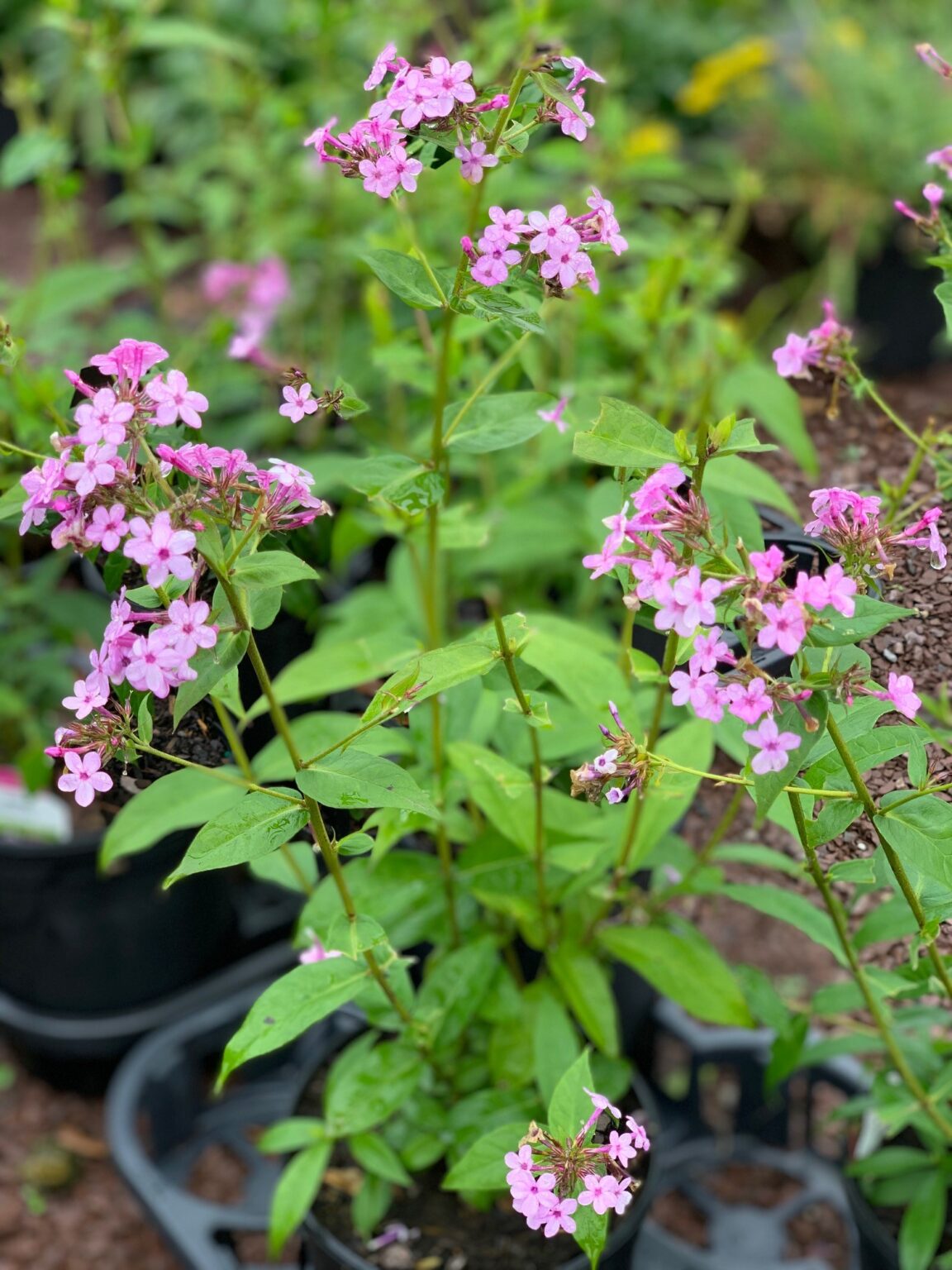 Phlox p. ‘Jeana’; Jeana Garden Phlox – Feeney's Wholesale Nursery