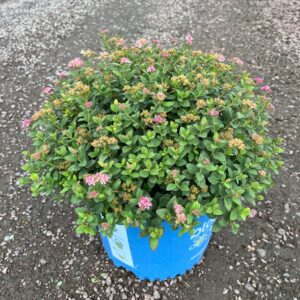 Spiraea j. 'Poprocks Petite'; Poprocks Petite Spirea